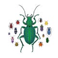 Vector set with Ground beetle and small colorful bugs. Cartoon handdraw illustration Royalty Free Stock Photo