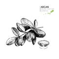 Vector set of hair care ingredients. Organic hand drawn elements. Argan nut with oil and branch.