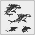 Vector set of Hammerhead shark.