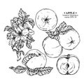 Vector set of hand darwn apple elements. Apples on a branch with leaves, apple blossom, whole and sliced apple