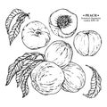 Vector set of hand darwn peach elements. Three peaches on a branch with leaves, whole peaches, leaf, sliced peach with stone