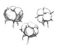 Vector set of hand draw ink cotton plant.