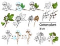 Vector set of hand draw ink cotton plant