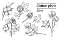 Vector set of hand draw ink cotton plant