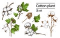 Vector set of hand draw ink cotton plant