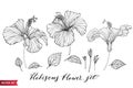 Vector set of hand drawing hibiscus flowers different shapes, monochrome artistic botanical illustration, isolated