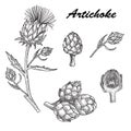 Vector set hand drawn artichoke illustration Royalty Free Stock Photo