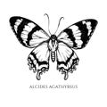 Vector set of hand drawn black and white alcides agathyrsus Royalty Free Stock Photo