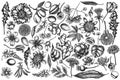 Vector set of hand drawn black and white almond, dandelion, ginger, poppy flower, passion flower, tilia cordata Royalty Free Stock Photo