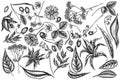 Vector set of hand drawn black and white aloe, calendula, lily of the valley, nettle, strawberry, valerian Royalty Free Stock Photo