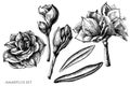 Vector set of hand drawn black and white amaryllis