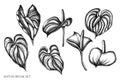 Vector set of hand drawn black and white anthurium