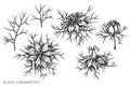 Vector set of hand drawn black and white black caraway