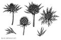 Vector set of hand drawn black and white blue eryngo