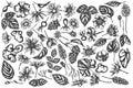Vector set of hand drawn black and white celandine, chamomile, dog rose, hop, jerusalem artichoke, peppermint Royalty Free Stock Photo