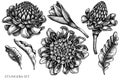 Vector set of hand drawn black and white etlingera