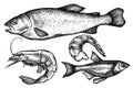 Vector set of hand drawn black and white fish, shrimp