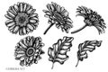 Vector set of hand drawn black and white gerbera Royalty Free Stock Photo