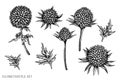 Vector set of hand drawn black and white globethistle Royalty Free Stock Photo