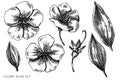 Vector set of hand drawn black and white glory bush