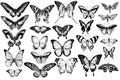 Vector set of hand drawn black and white great orange-tip, emerald swallowtail, jungle queens, plain tiger, rajah brooke