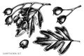 Vector set of hand drawn black and white hawthorn