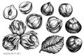 Vector set of hand drawn black and white hazelnut Royalty Free Stock Photo