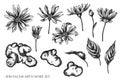 Vector set of hand drawn black and white jerusalem artichoke Royalty Free Stock Photo