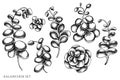 Vector set of hand drawn black and white kalanchoe