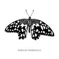 Vector set of hand drawn black and white lemon butterfly Royalty Free Stock Photo