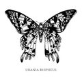 Vector set of hand drawn black and white madagascan sunset moth
