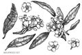 Vector set of hand drawn black and white milkweed Royalty Free Stock Photo