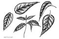 Vector set of hand drawn black and white nettle