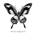 Vector set of hand drawn black and white papilio torquatus