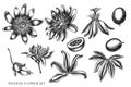 Vector set of hand drawn black and white passion flower Royalty Free Stock Photo