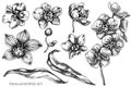 Vector set of hand drawn black and white phalaenopsis