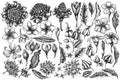 Vector set of hand drawn black and white plumeria, allamanda, clerodendrum, champak, etlingera, ixora