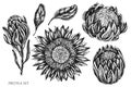 Vector set of hand drawn black and white protea