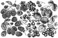 Vector set of hand drawn black and white strawberry, blueberry, red currant, raspberry, blackberry Royalty Free Stock Photo