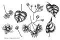 Vector set of hand drawn black and white tilia cordata