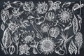 Vector set of hand drawn chalk african daisies, fuchsia, gloriosa, king protea, anthurium, strelitzia