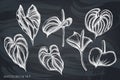 Vector set of hand drawn chalk anthurium