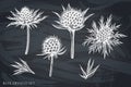 Vector set of hand drawn chalk blue eryngo