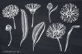 Vector set of hand drawn chalk calendula Royalty Free Stock Photo