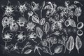 Vector set of hand drawn chalk laelia, feijoa flowers, glory bush, papilio torquatus, cinchona, cattleya aclandiae