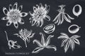 Vector set of hand drawn chalk passion flower