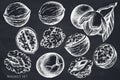Vector set of hand drawn chalk walnut Royalty Free Stock Photo
