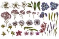 Vector set of hand drawn colored anemone, lavender, rosemary everlasting, phalaenopsis, lily, iris