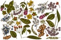 Vector set of hand drawn colored angelica, basil, juniper, hypericum, rosemary, turmeric