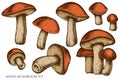 Vector set of hand drawn colored aspen mushroom